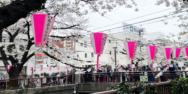 桜満開「目黒川」花見客300万人以上に“近隣住民”の意外な本音…騒音・雑踏・ポイ捨て不安も「大きな混乱なし」