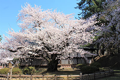 弘前公園の最長寿、推定樹齢140年以上のソメイヨシノ（弘前観光コンベンション協会）