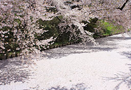 青森「弘前さくらまつり」花見に備えて“訓練”も？　名産・リンゴの栽培技術で生み出される“大迫力”の桜絶景