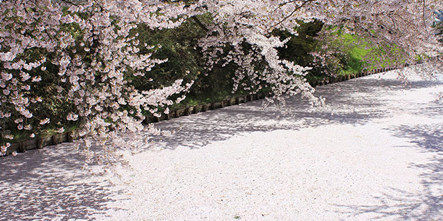 弘前公園外濠の花筏（はないかだ）。今年の見ごろは4月20〜24日予定（弘前観光コンベンション協会）