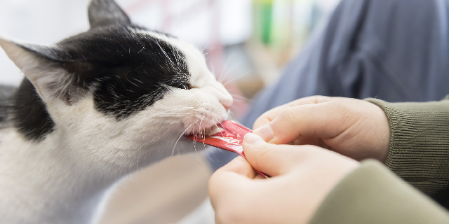 大手食品メーカー社長と会長の“犬猫ネグレクト疑惑”　事実なら「動物愛護法違反」か？