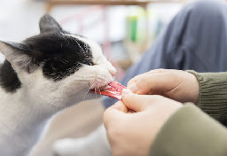 大手食品メーカー社長と会長の“犬猫ネグレクト疑惑”　事実なら「動物愛護法違反」か？