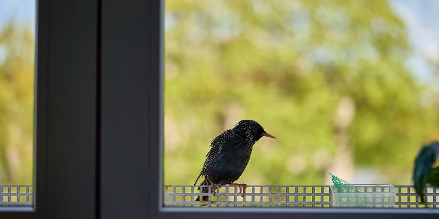 鳥が窓ガラスなどに衝突する「バードストライク」は、北米でも日本でも深刻だ（Com_R / PIXTA）