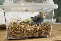 生きたインコ「ゆうパック」で送り付け物議…これって法律的に問題ない？　愛鳥家の弁護士に聞いた