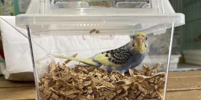 生きたインコ「ゆうパック」で送り付け物議…これって法律的に問題ない？　愛鳥家の弁護士に聞いた