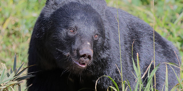 「ここで俺の人生は終わるんだな」 タケノコ採り中にクマ遭遇、至近距離で睨み合った男性が“無傷”で生還できたワケ