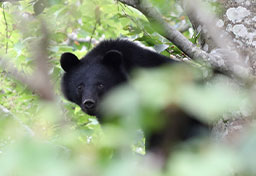 「クマはどっちに行ったんだ」「じゃあこっちへ入る」 連続襲撃事故発生も…“忠告”聞かず山菜採りに入山しようとする人たち