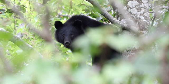 「クマはどっちに行ったんだ」「じゃあこっちへ入る」 連続襲撃事故発生も…“忠告”聞かず山菜採りに入山しようとする人たち