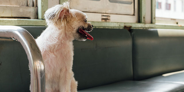 「あ然」犬をケースに入れず“膝に抱き”優先席に…電車内への「ペット持ち込みルール」法的規制は？