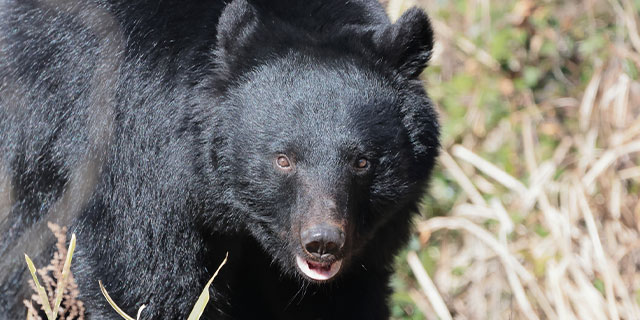 クマ襲撃事故、昨年は「9月以降」に急増…「命に別条なし」と報じられても、背景にある“深刻な”被害実情とは