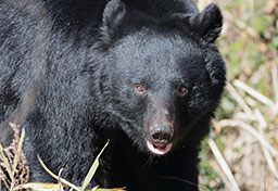 クマ襲撃事故、昨年は「9月以降」に急増…「命に別条なし」と報じられても、背景にある“深刻な”被害実情とは