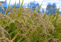 日本の主食「お米」で花粉症を治す？　農水省主導で開発が進む「スギ花粉米」実用化の“現在地”