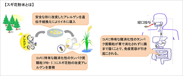 第1回スギ花粉米の実用化に向けた官民連携検討会　資料2「スギ花粉米の実用化に向けた状況」より