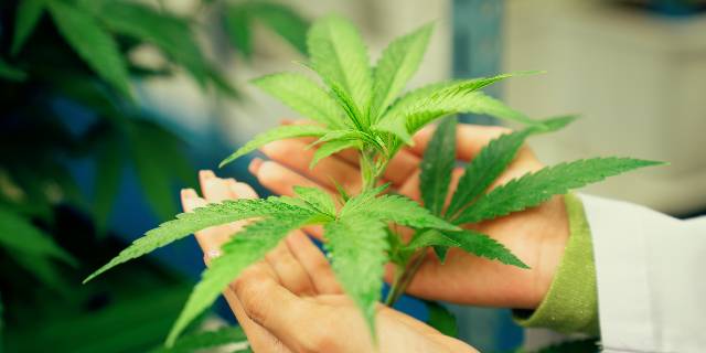 大麻「使用も罰則対象に」12月12日から改正法施行　医療、ヘルスケア…薬物汚染対策だけではない“身近な”影響