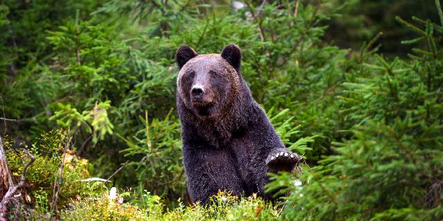 「住宅密集地でもクマ銃猟」可能に…“鳥獣保護管理法”改正のポイント【弁護士解説】