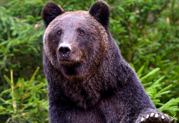 「住宅密集地でもクマ銃猟」可能に…“鳥獣保護管理法”改正のポイント【弁護士解説】