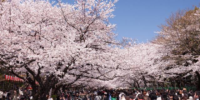 花見シーズン到来、経済効果「約1兆3878億円」のウラで“マナー違反”警戒強まる…思わぬ「違法行為」しないためには