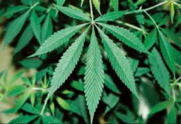 「大麻犯罪」6割が若者の“異常事態”　「大麻は安全」意識の“ヤバい”落とし穴とは