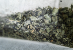 なぜ今“大麻”なのか？　「ダメ。ゼッタイ。」四半世紀にわたる訴えも空しく…摘発“急増”の背景にある“意外な理由”【専門家が分析】