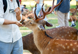 奈良のシカへの“加害行為の禁止”が明文化　「殴る・蹴る」SNS動画拡散も…“予防的な措置”と県担当者が語る真意は