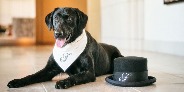 増加する都心型「ペット同伴OKホテル」でトラブルが発生!責任を問われるのは飼い主?ホテル側?それとも…【弁護士解説】