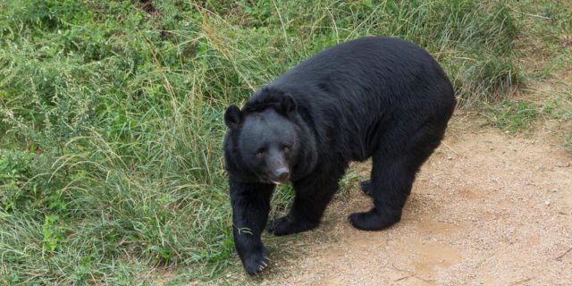 クマに襲われケガ「見舞金」は出る？　ランニング中の被害も発生…“人身事故”増加で日常が脅かされる中「補償制度」の現状は