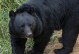 クマに襲われケガ「見舞金」は出る？　ランニング中の被害も発生…“人身事故”増加で日常が脅かされる中「補償制度」の現状は