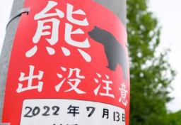 クマ被害、9月解禁“緊急銃猟”で抑制できる？　個体数増・分布拡大で「死傷事故」深刻…環境省ガイドラインを専門家が検証