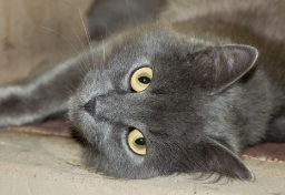 「猫をレンジでチン」してメーカーから“莫大な賠償金”獲得？　判例も存在しない「都市伝説」が広まった理由