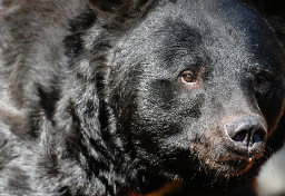 宮城・女川町“15年ぶりクマ目撃”は「AIフェイク」だった…画像提供者に“法的措置”求める声も「罪の成立は考えづらい」弁護士指摘のワケ