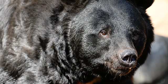 宮城・女川町“15年ぶりクマ目撃”は「AIフェイク」だった…画像提供者に“法的措置”求める声も「罪の成立は考えづらい」弁護士指摘のワケ