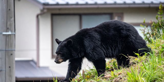 野生クマに襲われ死傷したら「法的責任」誰が負う？　冬眠シーズン到来も“生活圏”に出没…住民の不安おさまらず