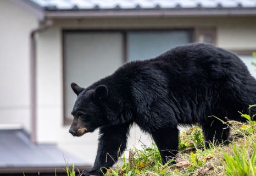 野生クマに襲われ死傷したら「法的責任」誰が負う？　冬眠シーズン到来も“生活圏”に出没…住民の不安おさまらず