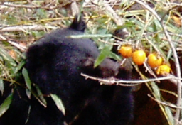 「放置柿」でクマ誘引、法的責任は？　収穫されない実が“絶好のエサ”に…12月なのに冬眠しない一因にも