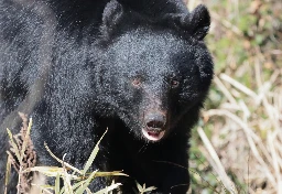 「今年の漢字」にも選ばれた「熊」なぜ突如“人間の脅威”に？   1年の騒動振り返りで検証する、元凶と対策