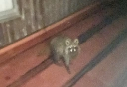 天井裏にアライグマ「自力駆除はダメ」なのに10万円超の自己負担…行政に相談も“理不尽なルール”に絶句