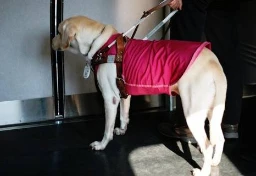 “盲導犬を入店拒否”飲食店の対応が波紋…「衛生面」「他客への迷惑」店側の言い分はどこまで通るのか【弁護士解説】