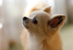 “盗んだ車にいたチワワ”を9m下の川に投げ死なせる　「証拠を残さないように」身勝手な動機でペットを殺害、刑事責任の重さは？