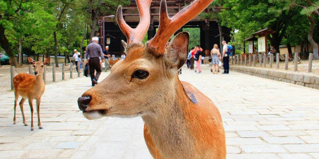 「奈良のシカ」騒動など“悪質クレーム”への法的責任、なぜ問えない？　カスハラ対策義務化まで半年も…根深い構造的課題