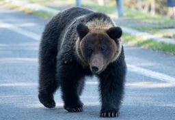 人を襲うヒグマの4割が「仕留め損ないの個体」…ハンターの撃ち方・警察の銃でも不十分？　専門家が説く“即時無力化”の重要性