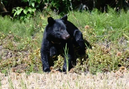 「ハンターの4割超が70代以上」クマの市街地出没、背景に構造的課題　人口減少が進む秋田の切実な模索