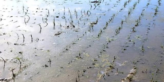 隣家から“除草剤”流出で「稲が枯れた」出荷不能なら多額の賠償責任…「知らなかったでは済まない」損害の現実【弁護士解説】