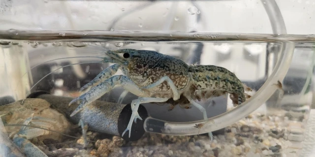 メス1匹で繁殖「外来ザリガニ」駆除のため、那覇市が公園の池をコンクリ埋め立て…“大規模工事”に踏み切らざるを得なかった切実な理由