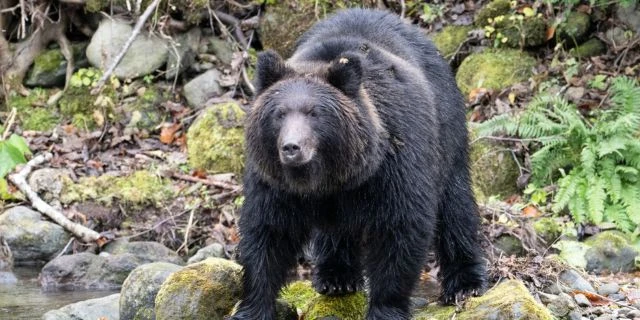 ヒグマ人身被害、「ほぼ半数がハンター」で“民間人頼み”限界に…プロ公務員「捕獲官」確保が急務なワケ