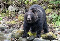 ヒグマ人身被害、「ほぼ半数がハンター」で“民間人頼み”限界に…プロ公務員「捕獲官」確保が急務なワケ