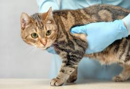 猫の日に考える「動物愛護管理法」改正。ペットへのマイクロチップ装着「義務化」は必然のワケ