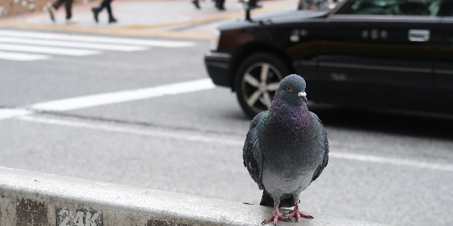 新宿 “ハトひき逃げ”事件の加害者「逮捕」「実名報道」に物議も… 愛鳥家の弁護士が語る「妥当性」とは？